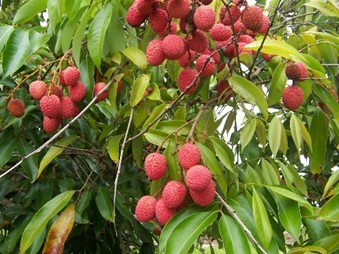 https://upload.wikimedia.org/wikipedia/commons/4/46/Litchi_chinensis_fruits.JPG